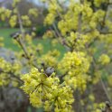 Cornus mas fleur detail P2C P5